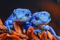 Close up of Two Blue Geckos with Vibrant Orange Background in Nature