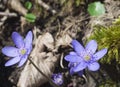 Close up two blue liverwort or kidneywort flower Anemone hepati