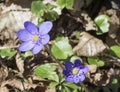 Close up two blue liverwort or kidneywort flower Anemone hepati