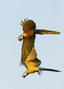 Close up of two blue-and-yellow macaws in flight