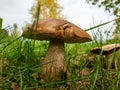 Close up of two boletus in the natural environment. Fall time. Royalty Free Stock Photo