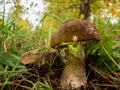 Close up of two boletus in the natural environment. Fall time. Royalty Free Stock Photo