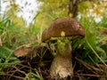 Close up of two boletus in the natural environment. Fall time. Royalty Free Stock Photo