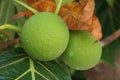 Close up of two breadfruits hanging from the tree