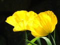Close up of two bright yellow welsh poppy flowers against a black background Royalty Free Stock Photo