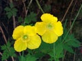 Close up of two bright yellow welsh poppy flowers against a dark background Royalty Free Stock Photo