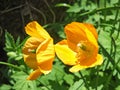 Close up of two bright yellow welsh poppy flowers with sunlit green vegetation against a blurred green background Royalty Free Stock Photo