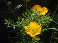 Close up of two bright yellow welsh poppy flowers with sunlit green vegetation against a dark background Royalty Free Stock Photo