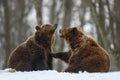 Close-up two brown bear in winter forest. Danger animal in nature habitat. Big mammal Royalty Free Stock Photo