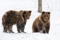 Close-up two brown bear in winter forest. Danger animal in nature habitat. Wildlife scene Royalty Free Stock Photo