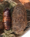 Two cocoons side by side one smooth one rough with woolly bear caterpillar hair.