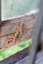 Brown lizards or house geckos. Royalty Free Stock Photo