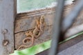 Brown lizards or house geckos. Royalty Free Stock Photo