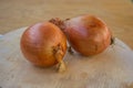 Close-up of two brown onions on wooden table, kitchen, healthy food, vegetarian Royalty Free Stock Photo