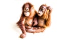 Two brown orangutan on smooth background
