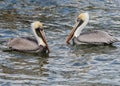 CLOSE UP OF TWO BROWN PELICANS SWIMMING Royalty Free Stock Photo