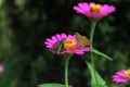 Two brown skipper butterflies on a pink daisy flower in the garden