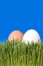 A Close Up Of Two Brown and White Eggs, Nestled In the Green Grass with Blue Sky Copy Space ~ Clipping Path