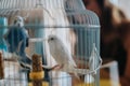 Pair of budgies in a cage with soft background vibes Royalty Free Stock Photo