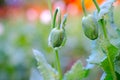 Close up two buds of white poppy flowers Royalty Free Stock Photo