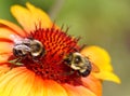 Close-up of two bumblebees on an orange and yellow gaillardia flower Royalty Free Stock Photo