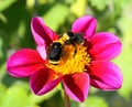 Two Bumblebees on a showy Dahlia flower.