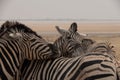 Close up of two Burchells Zebras resting their heads on the back of a third zebra in the  yellow grasslands of Etosha National Royalty Free Stock Photo