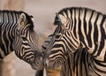 Close-up of two Burchells Zebras standing head to