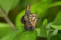 Close-Up of Two Butterflies Matings Royalty Free Stock Photo
