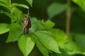Close-Up of Two Butterflies Matings Royalty Free Stock Photo