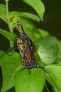 Close-Up of Two Butterflies Matings Royalty Free Stock Photo