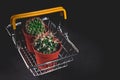 Close-Up Two cactus in a decorative pot on a dark background. Low key lighting Royalty Free Stock Photo