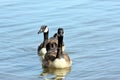 Close-up of Two Canada Geese Swimming in Lake Royalty Free Stock Photo