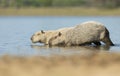 Close-up of two Capybaras on a river bank