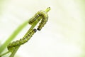 Close up of two caterpillars on a branch, larva of the box tree moth Cydalima perspectalis