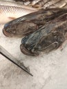 Close-up of two Catfish Silurus Glanis on a store counter among crushed ice.