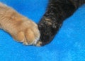 Two kitten paws touching, orange and black