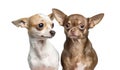 Close-up of two Chihuahua, isolated