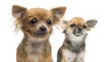 Close-up of two Chihuahuas looking away