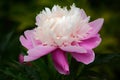 Chinese herbaceous peony Royalty Free Stock Photo