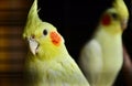 Close up with two cockatiels in a cage, one focused on the foreground, one blurred, black background