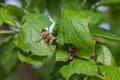 Close-up of two cockchafers eating green leaves Royalty Free Stock Photo