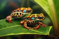 close-up of two colorful frogs on a leaf Royalty Free Stock Photo
