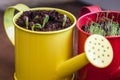 Close up of two pots of germinating plants