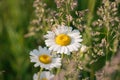 Close up of two common daisies in a green field Royalty Free Stock Photo