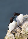 Close up of two common Guillemots on a cliff Royalty Free Stock Photo