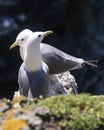 Close-up of two common kittiwakes on a grass patch in sunlight Royalty Free Stock Photo