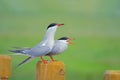 Common Tern