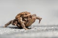 Close up Two Common toad frogs pairing on a road in spring period Royalty Free Stock Photo