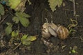 close-up: two copulating snails on the wet ground in the summer Royalty Free Stock Photo